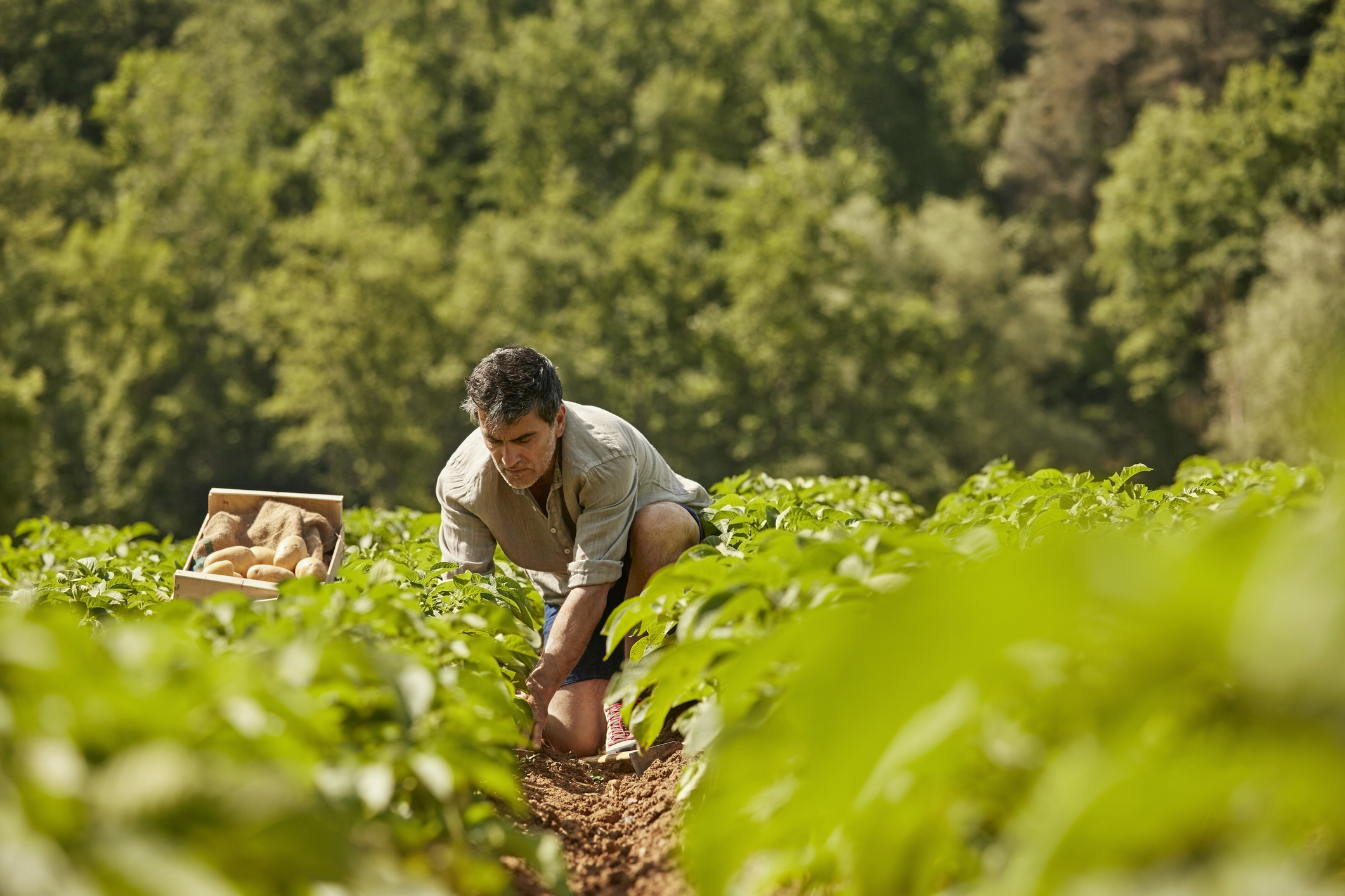 Mature man harvesting potatoes on field