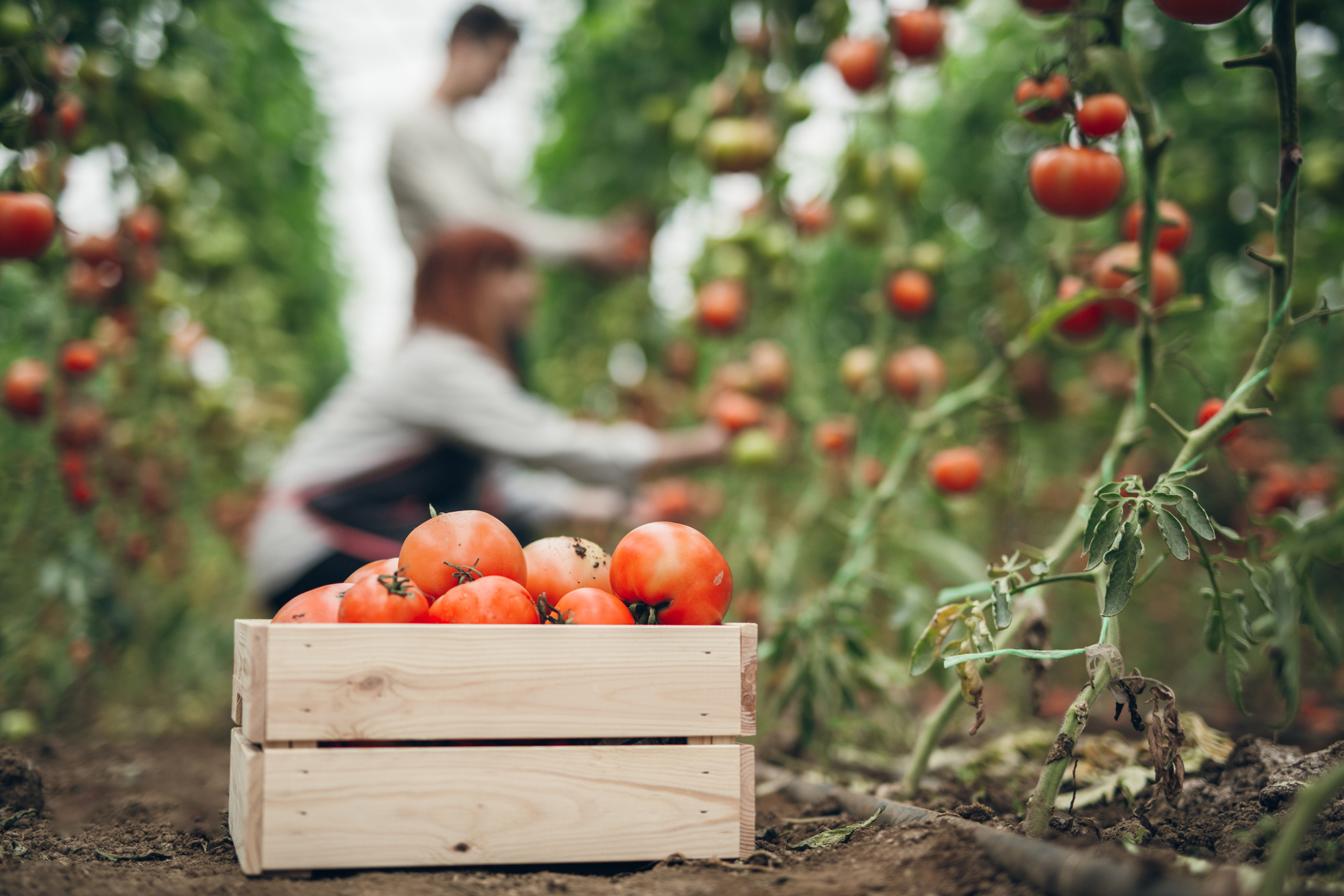 Tomato harvest time